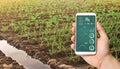 A hand is holding a smartphone with infographics on the background of leek and young cabbage plantations. Growing vegetables on