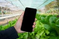 Hand holding smartphone screen vegetable garden background Royalty Free Stock Photo