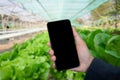 Hand holding smartphone screen vegetable garden background Royalty Free Stock Photo