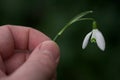 Hand holding snow drop flower Royalty Free Stock Photo