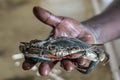 Hand holding soft shell crab Royalty Free Stock Photo