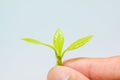 The hand holding the Soft shoots of trees extends to you, Soft shoots of trees in the hands on white background, Three light green Royalty Free Stock Photo