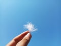 Hand Holding Soft White Duck Feather During A Hot Day with Clear Blue Sky Background Royalty Free Stock Photo