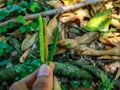 Hand holding something. A type of pepper and belongs to the betel-betel tribe or Piperaceae. Also known as Javanese chili.