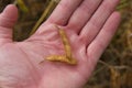 Hand Holding Soybean Pods