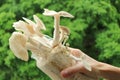 Hand Holding Spawn Bag of Matured Indian Oyster Mushrooms Grown as Houseplants Royalty Free Stock Photo
