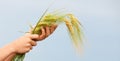 Hand holding spikelet. Royalty Free Stock Photo