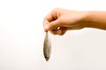 Hand Holding A Sprat Royalty Free Stock Photo