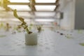 Hand holding Green Oak Lettuce Hydroponic Royalty Free Stock Photo