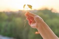 Hand holding sprout of small maple tree, conceptual photo background sunset golden hour