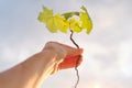 Hand holding sprout of small maple tree, conceptual photo, dramatic sky background with clouds, evening sunset