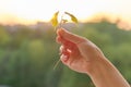 Hand holding sprout of small maple tree, conceptual photo Royalty Free Stock Photo