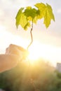 Hand holding sprout of small maple tree, conceptual photo, sky background with clouds, evening sunset Royalty Free Stock Photo