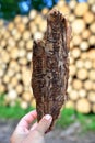 Hand holding spruce bark infested with bark beetles Ips Typographus