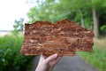 Hand holding spruce bark infested with bark beetles.