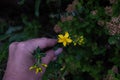 Hand holding St John`s wort flower Royalty Free Stock Photo