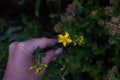 Hand holding St John`s wort flower