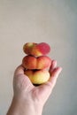 Hand holding stack of flat peaches Royalty Free Stock Photo