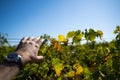 Hand holding the steel wires in the vineyard