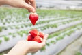 Hand holding strawberry Royalty Free Stock Photo