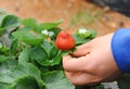 Hand holding strawberry fruit Royalty Free Stock Photo