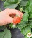 Hand holding strawberry fruit Royalty Free Stock Photo