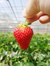 Hand holding strawberry in the garden, organic farm Royalty Free Stock Photo