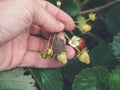 Hand holding a strawbery with Botrytis fruit rot or gray mold Royalty Free Stock Photo