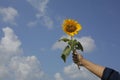 Hand holding a sunflower against blue sky background with copy space for text or design. Bright and clean sky backgrounds Royalty Free Stock Photo