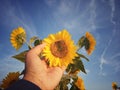 Hand holding sunflower blossom on bright blue sky background. Low angle view . Royalty Free Stock Photo