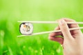 Hand holding sushi roll using chopsticks Royalty Free Stock Photo