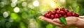 Hand holding sweet cherries on blurred background, cherry selection with copy space Royalty Free Stock Photo