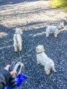 Hand holding tangled retractable leashes with three cute west hi
