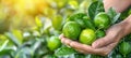 Hand holding tangy lime selection of fresh limes on blurred background with copy space