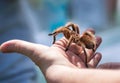 Hand holding a tarantula Royalty Free Stock Photo