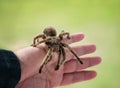 Hand holding a tarantula spider Royalty Free Stock Photo