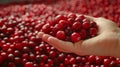 Hand holding tart cranberries on blurred background with copy space, fresh cranberry selection