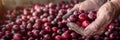 Hand holding tart cranberries on blurred background with space for text placement