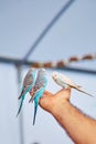 Hand holding three budgies