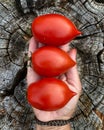 A hand holding three fresh red tomatoes Royalty Free Stock Photo