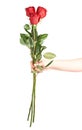 Hand holding three roses Royalty Free Stock Photo