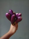 the hand holding tightly the fresh eggplant Royalty Free Stock Photo