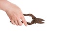 Hand holding tin snips Royalty Free Stock Photo