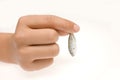 Hand Holding Tiny Sprat Royalty Free Stock Photo