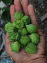 Hand holding a tomatillo fruit