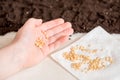 Hand holding tomato seeds ready to sow