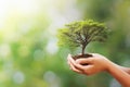 hand holding tree on blur green nature background. concept eco earth day Royalty Free Stock Photo