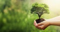 hand holding tree on blur green nature background. concept eco earth day Royalty Free Stock Photo