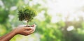 hand holding tree on blur green with sunshine  background. concept eco earth day Royalty Free Stock Photo