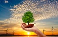 Hand holding the tree on dry leaf. turbine with sun set background. Royalty Free Stock Photo